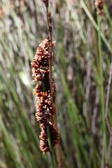 Elegia tectorum