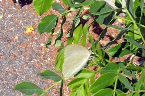 Catopsilia florella