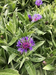 Centaurea montana