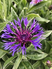 Centaurea montana