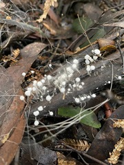 Mycena albidocapillaris