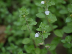 Hygrophila serpyllum
