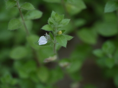 Hygrophila serpyllum