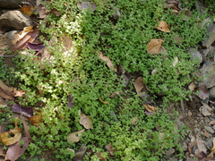 Hygrophila serpyllum