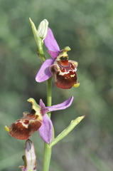 Ophrys fuciflora souchei