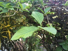 Iochroma arborescens