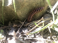 Semionellus placidus