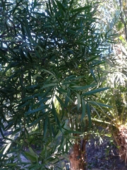 Afrocarpus falcatus