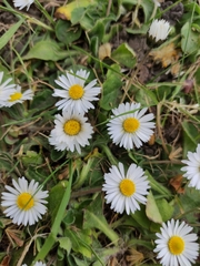 Bellis perennis