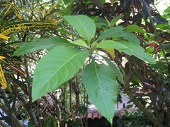 Iochroma arborescens