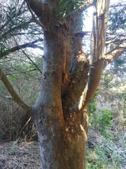 Afrocarpus falcatus