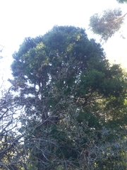 Afrocarpus falcatus