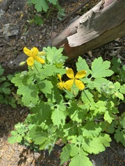 Chelidonium majus