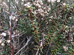 Ericeae