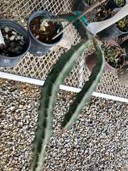 Acanthocereus cuixmalensis