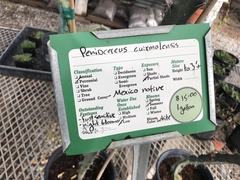 Acanthocereus cuixmalensis