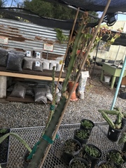 Acanthocereus cuixmalensis