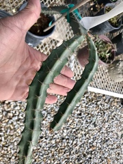 Acanthocereus cuixmalensis