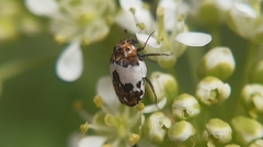 Anthrenus isabellinus