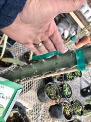 Acanthocereus cuixmalensis