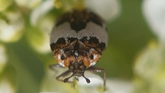 Anthrenus isabellinus
