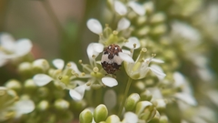 Anthrenus isabellinus
