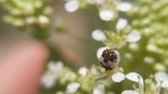 Anthrenus isabellinus