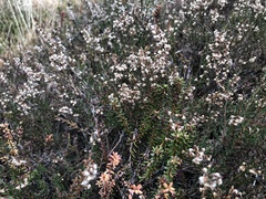 Ericeae