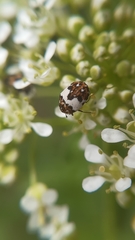 Anthrenus isabellinus