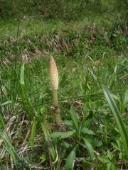 Equisetum telmateia telmateia