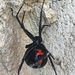 Southern Black Widow - Photo (c) Matthew Friant, some rights reserved (CC BY-NC), uploaded by Matthew Friant