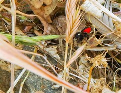 Philaeus chrysops
