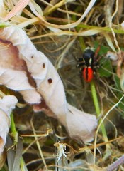 Philaeus chrysops