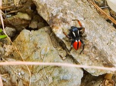 Philaeus chrysops