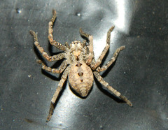 Parapalystes lycosinus