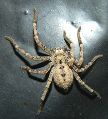 Parapalystes lycosinus