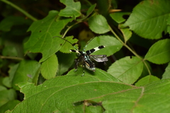 Paraglenea fortunei