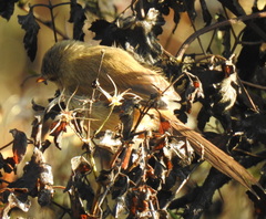Prinia subflava affinis