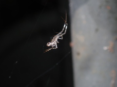 Philoponella pantherina