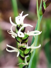 Carex panicea