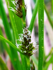 Carex panicea