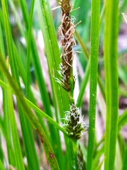 Carex panicea