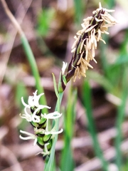 Carex panicea