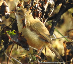 Prinia subflava affinis