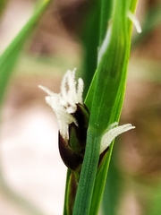 Carex panicea