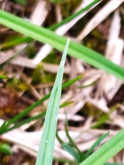 Carex panicea