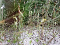 Pterostylis acuminata