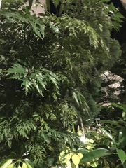 Lygodium japonicum
