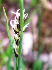 Carex panicea