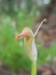 Pterostylis acuminata